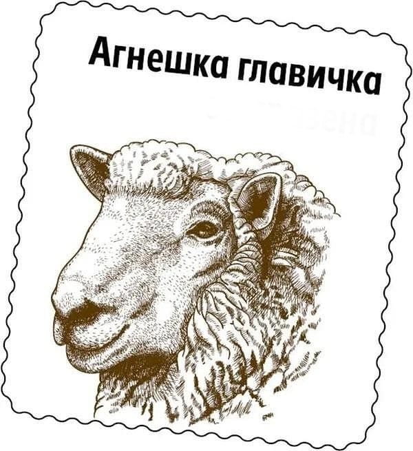 Агнешки главички