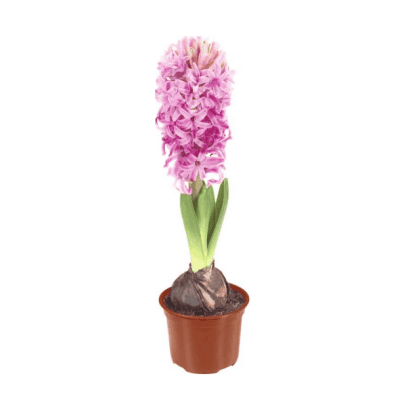 Зюмбюл 2.55€