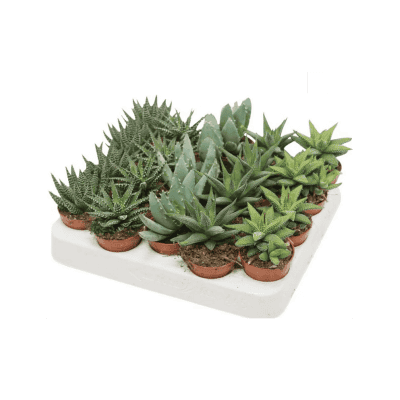 Кактусов микс