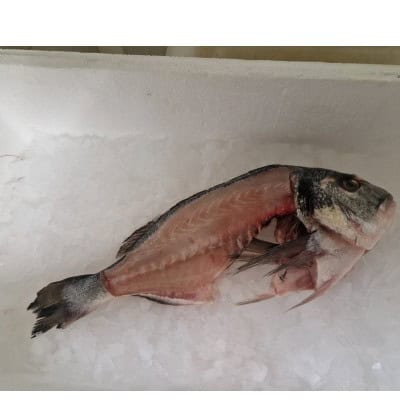 Ципура рагу