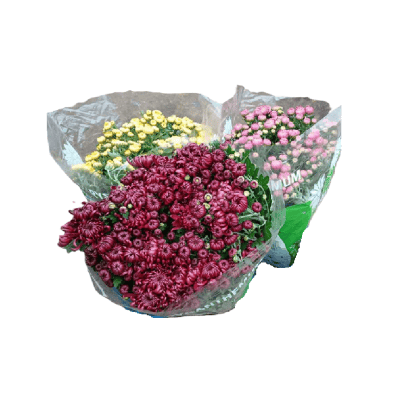 Хризантема Кичеста