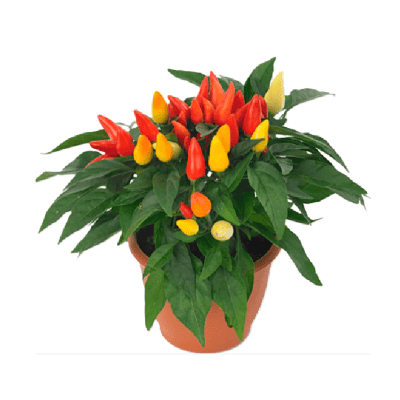 Капсикум 3.89€ 