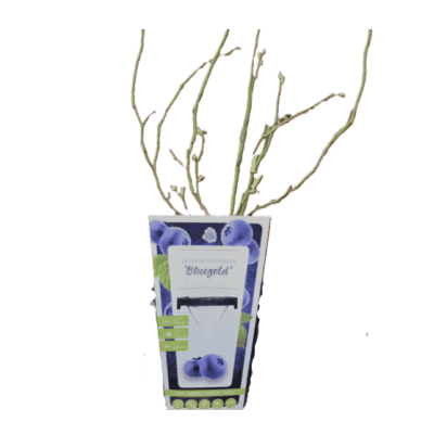 Боровинки храст