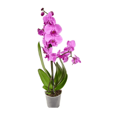 Орхидея 6.49€