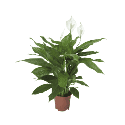 Спатифилиум 7.49€