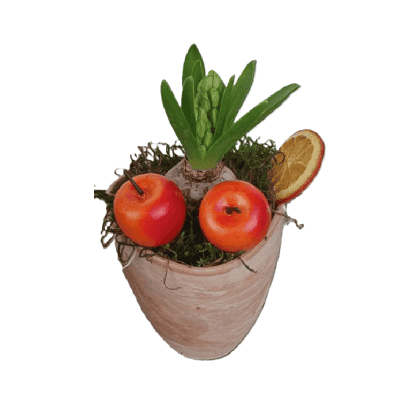 Зюмбюл в кашпа