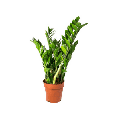 Замиокулкас