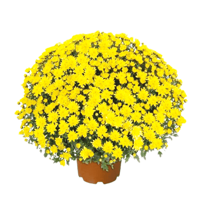 Хризантема голяма