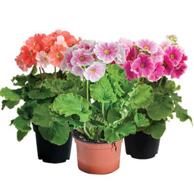 Примула стайна