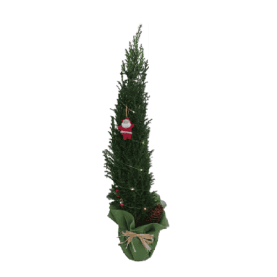 Кипарис в опаковка