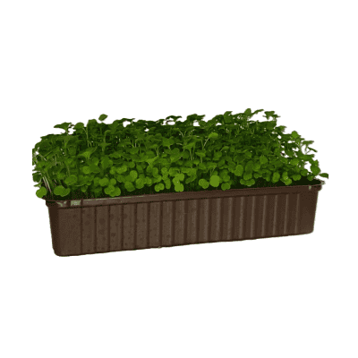 Микрозелени-рукола