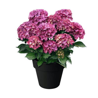 Хортензия 5.49€
