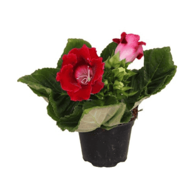 Каменно цвете 4.49€
