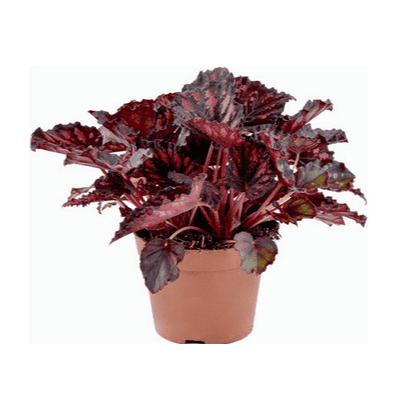 Бегония Рекс 3.29€