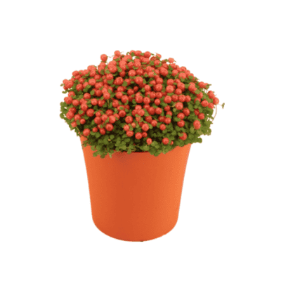 Нертера 1.59€