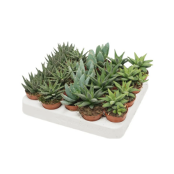 Кактусов микс