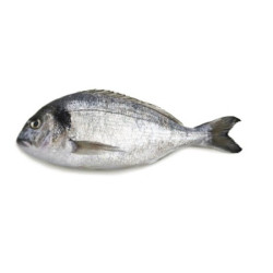 Риба ципура 800/1000 охл.