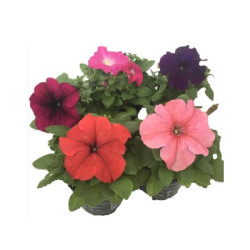 Петуния бордюрна 10бр