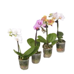 Орхидея малка