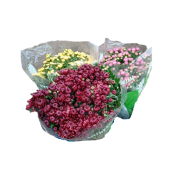 Хризантема Кичеста