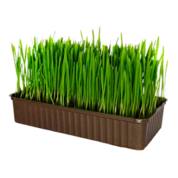 Микрозелени - пшеница
