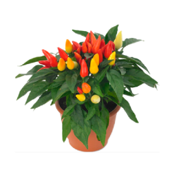 Капсикум 3.89€ 