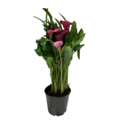 Кала 4.99€