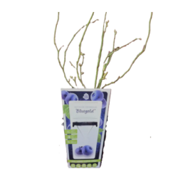 Боровинки храст