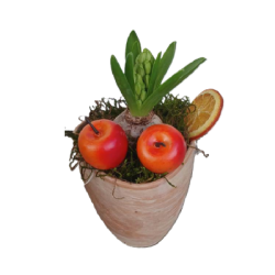 Зюмбюл в кашпа