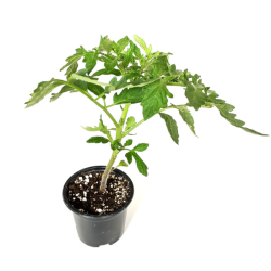 Разсад домат розов дар