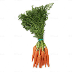 Морков връзка