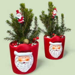 Цвете в кашпа