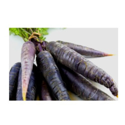 Черен морков