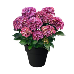 Хортензия 5.49€