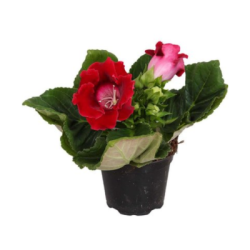 Каменно цвете 4.49€