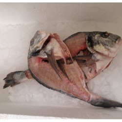 Ципура рагу