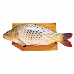 Риба Шаран България