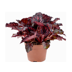 Бегония Рекс 3.29€