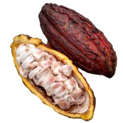 Какао фрут