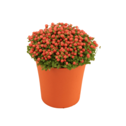 Нертера 1.59€