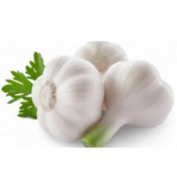 Чесън Млечен ІІ